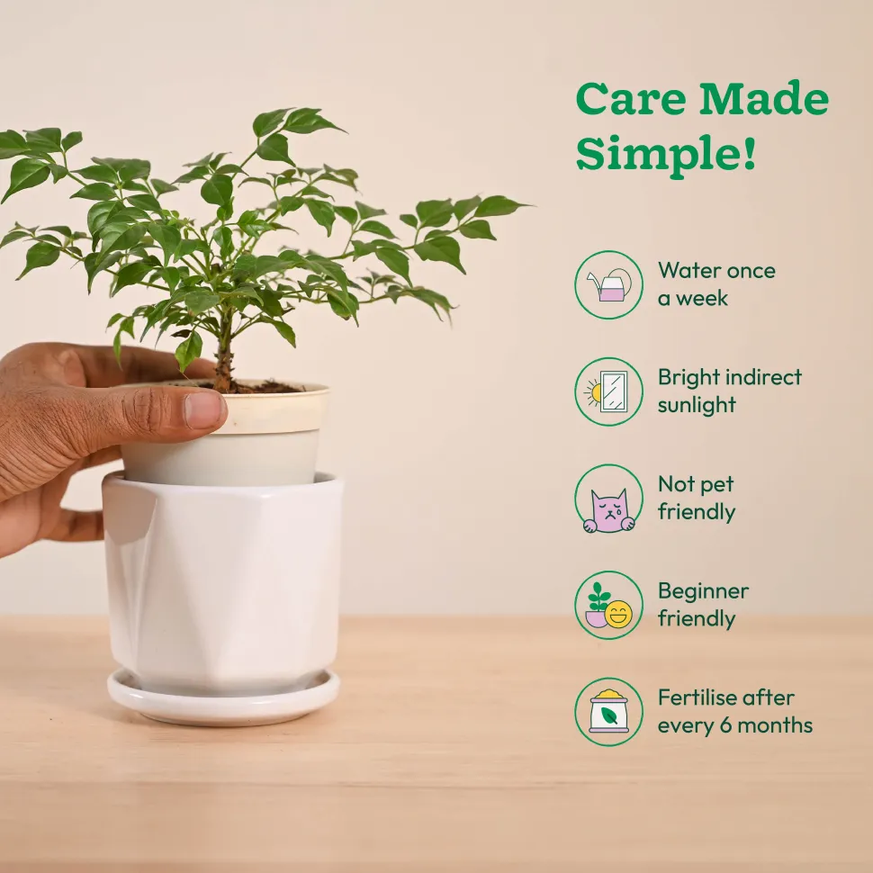 China Doll Plant (4 inch)