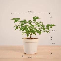 China Doll Plant (4 inch)