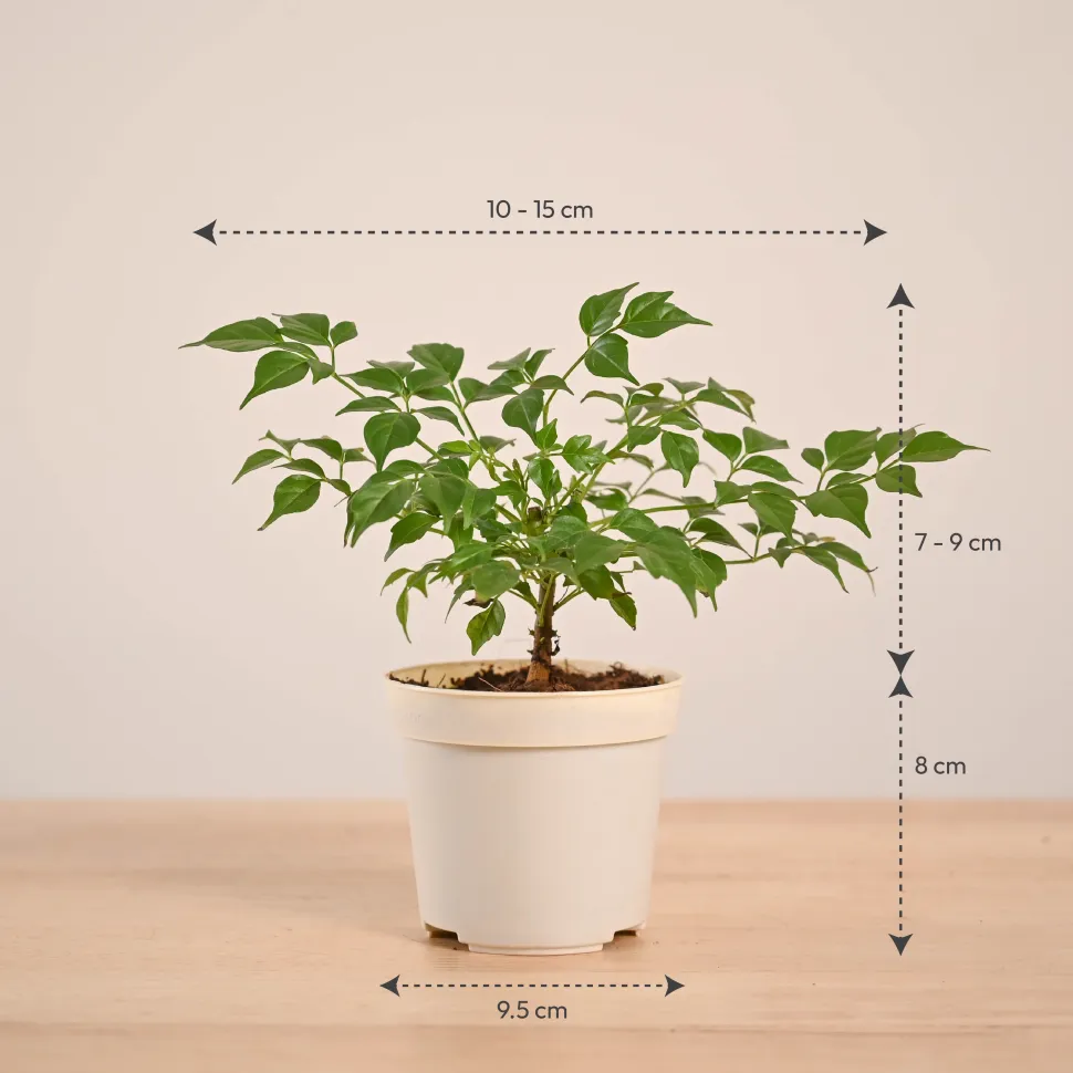 China Doll Plant (4 inch)