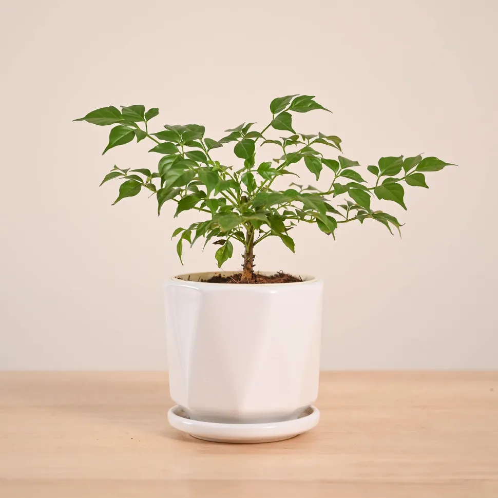 China Doll Plant (4 inch)