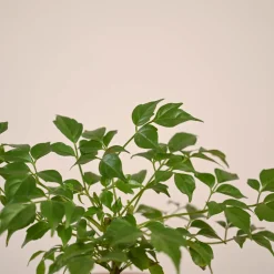 China Doll Plant (4 inch)