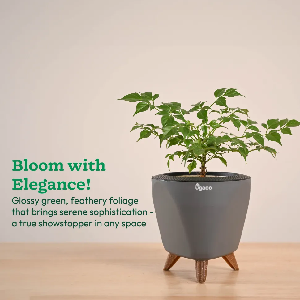 China Doll Plant (4 inch)