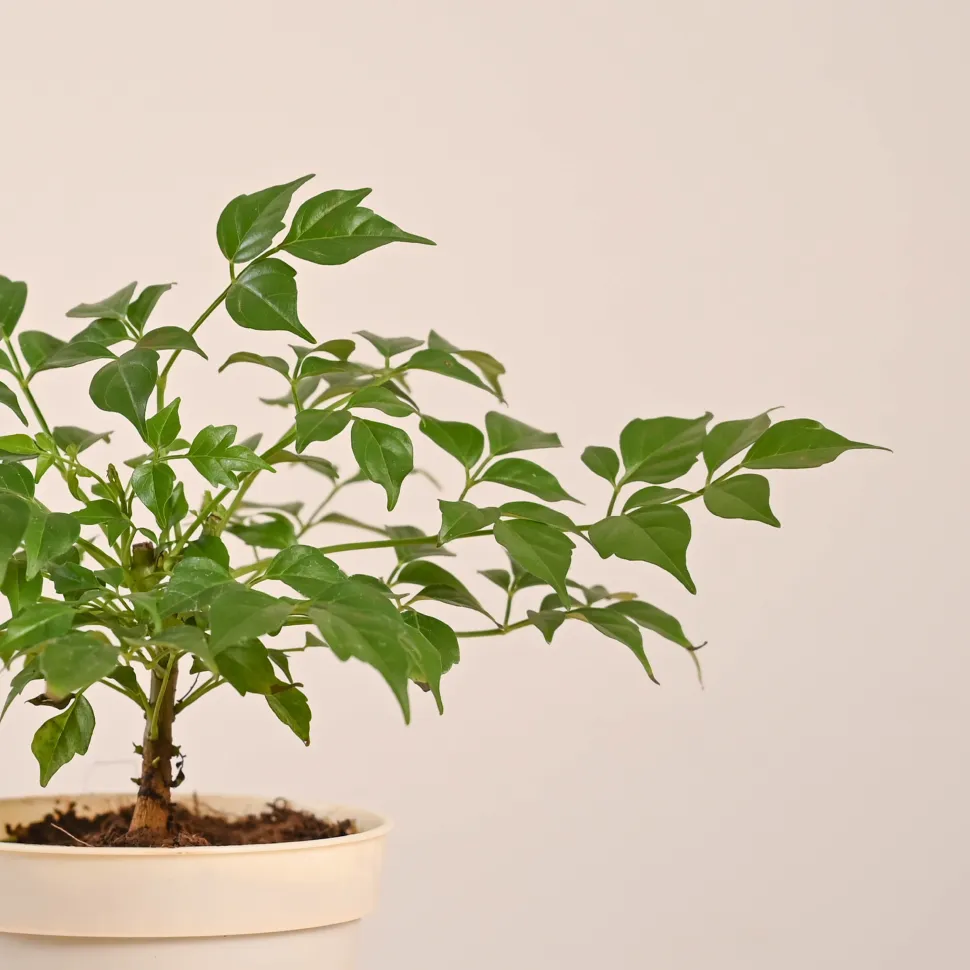China Doll Plant (4 inch)