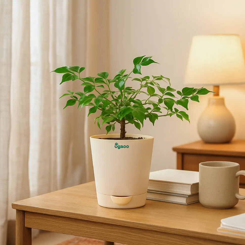China Doll Plant (4 inch)
