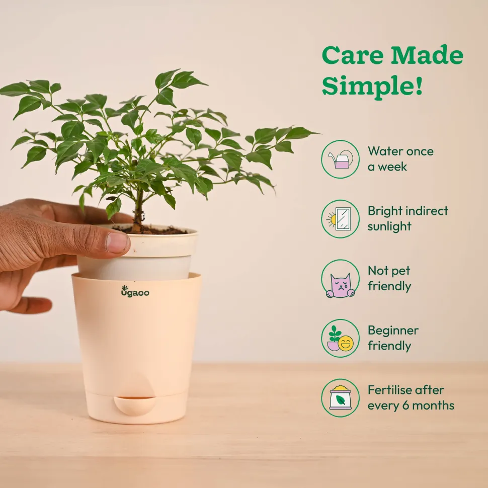 China Doll Plant (4 inch)