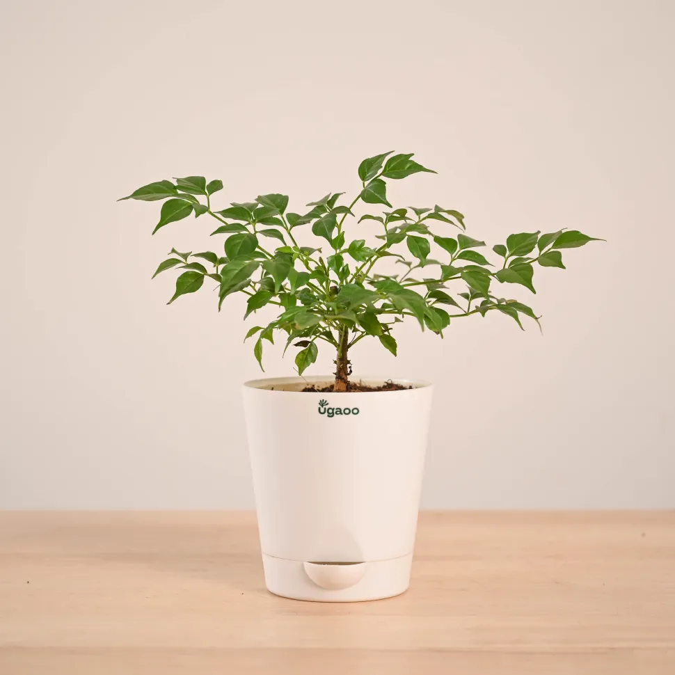 China Doll Plant (4 inch)