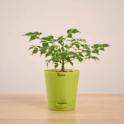 China Doll Plant (4 inch)