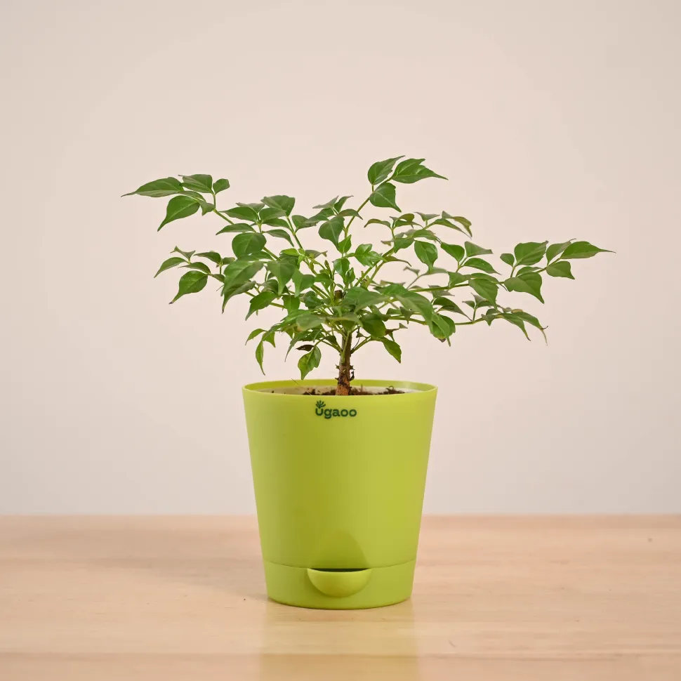 China Doll Plant (4 inch)