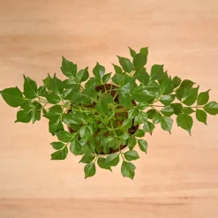 China Doll Plant (4 inch)