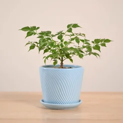 China Doll Plant (4 inch)