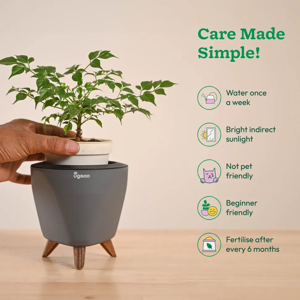 China Doll Plant (4 inch)