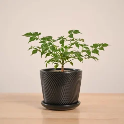 China Doll Plant (4 inch)
