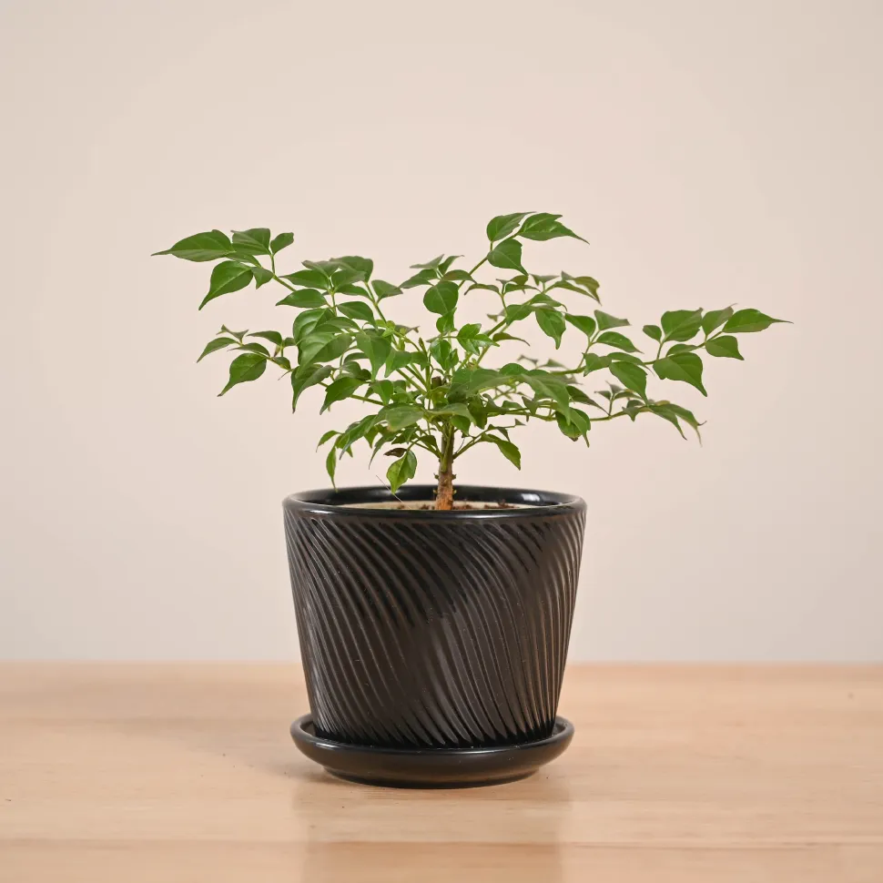 China Doll Plant (4 inch)