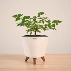 China Doll Plant (4 inch)