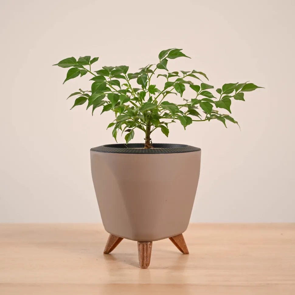 China Doll Plant (4 inch)