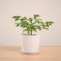 China Doll Plant (4 inch)