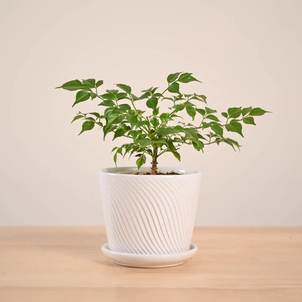 China Doll Plant (4 inch)