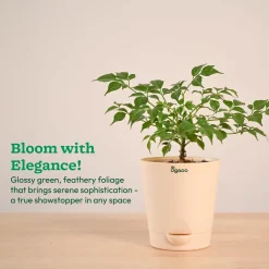 China Doll Plant (4 inch)