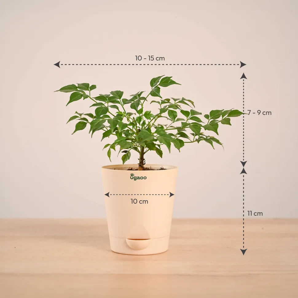 China Doll Plant (4 inch)