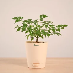 China Doll Plant (4 inch)