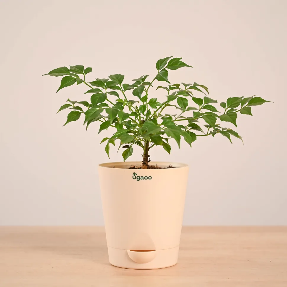 China Doll Plant (4 inch)