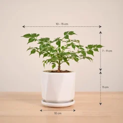 China Doll Plant (4 inch)