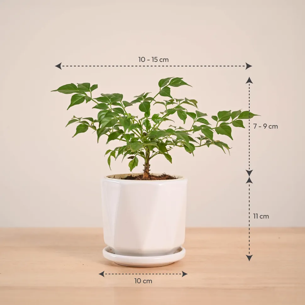 China Doll Plant (4 inch)