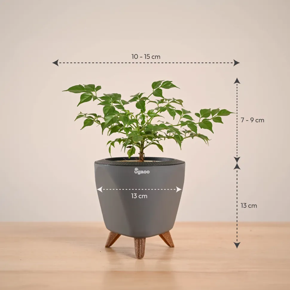 China Doll Plant (4 inch)