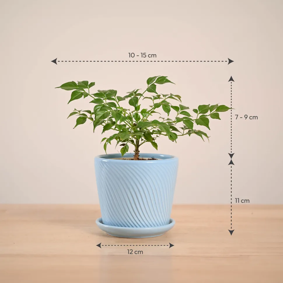 China Doll Plant (4 inch)