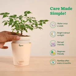 China Doll Plant (4 inch)