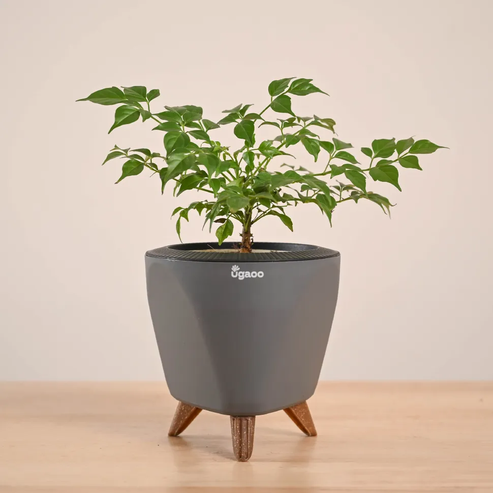 China Doll Plant (4 inch)
