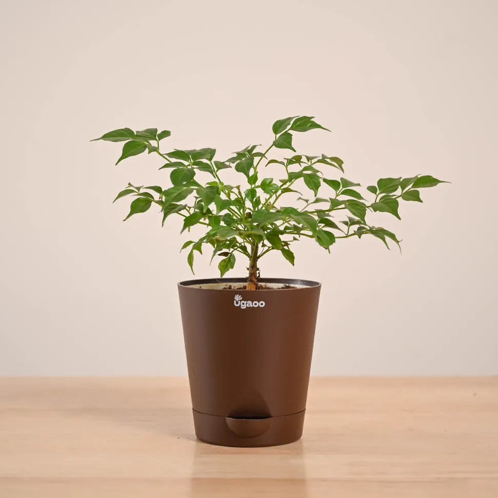 China Doll Plant (4 inch)