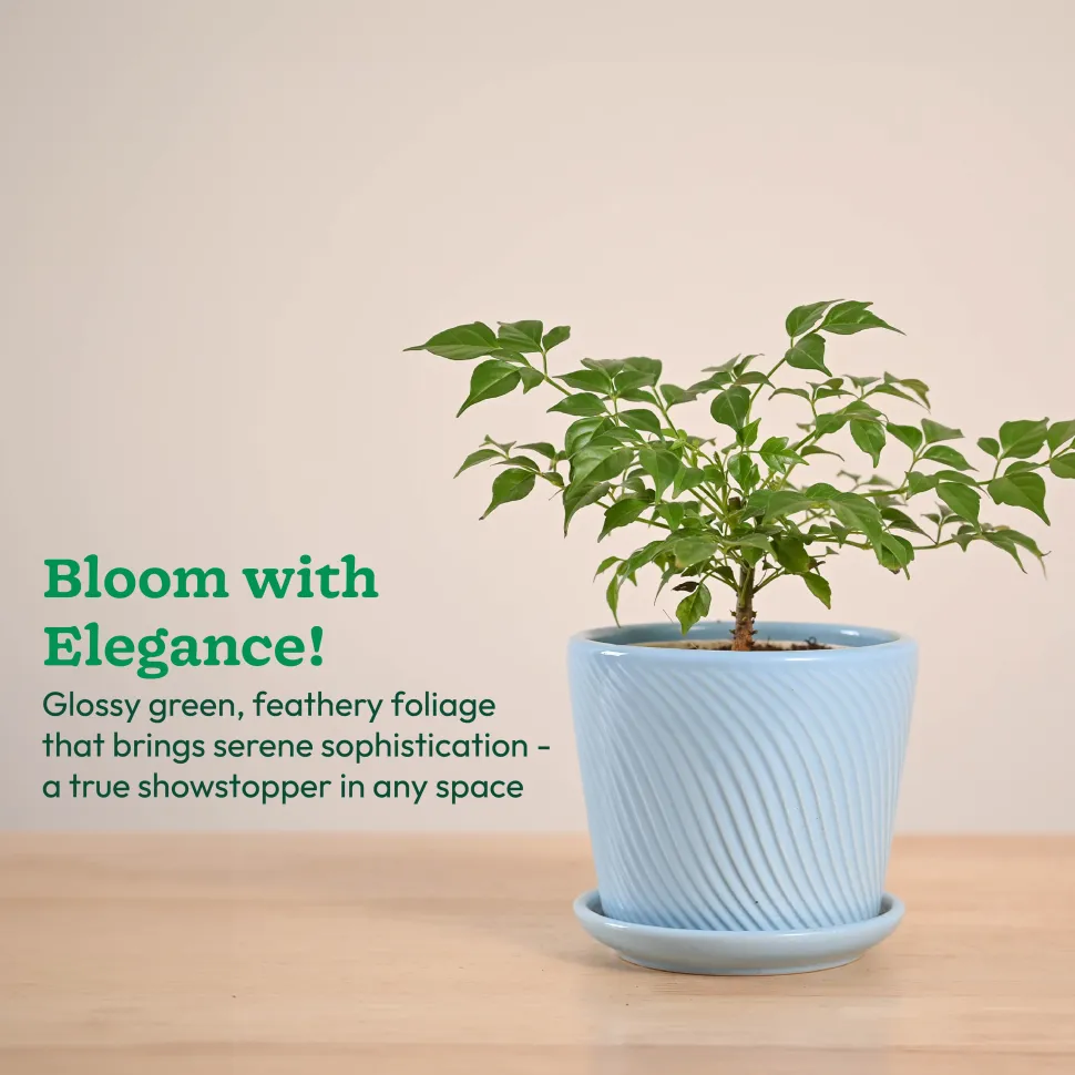 China Doll Plant (4 inch)