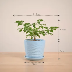 China Doll Plant (4 inch)