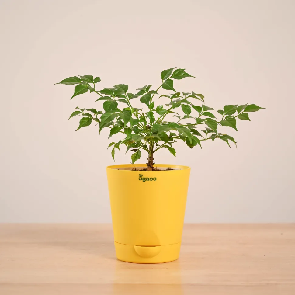 China Doll Plant (4 inch)