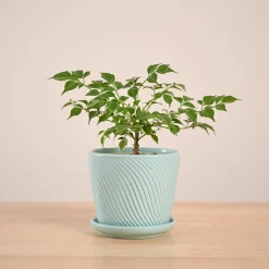 China Doll Plant (4 inch)
