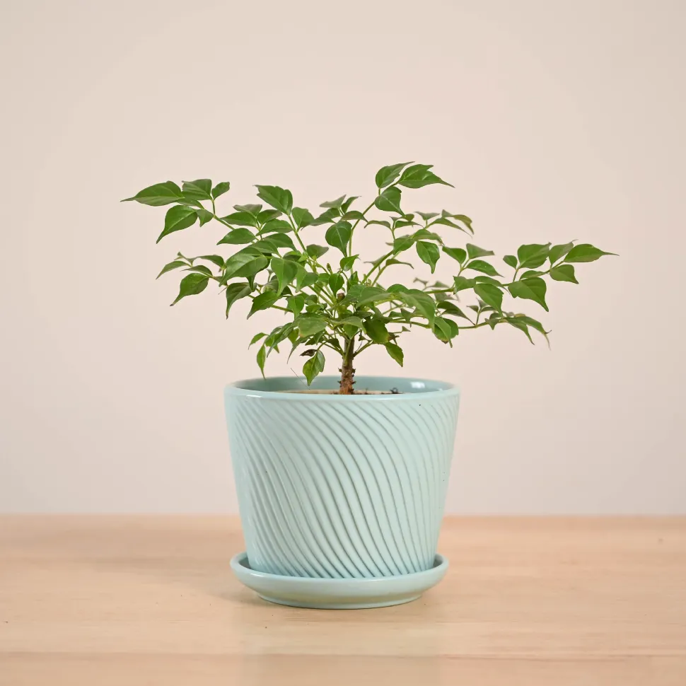 China Doll Plant (4 inch)