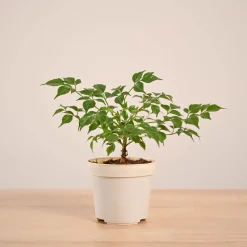 China Doll Plant (4 inch)