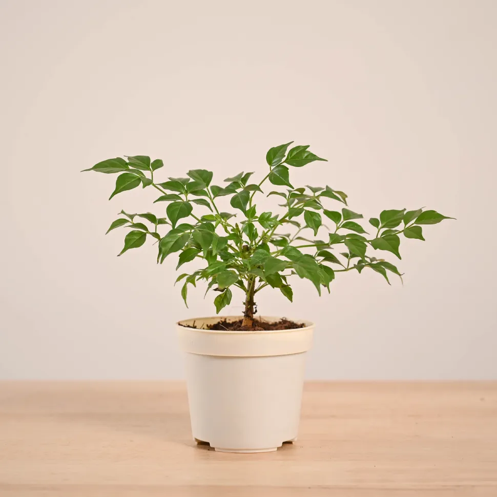 China Doll Plant (4 inch)