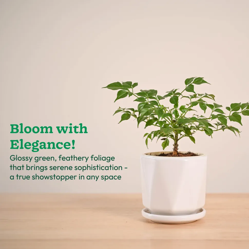 China Doll Plant (4 inch)