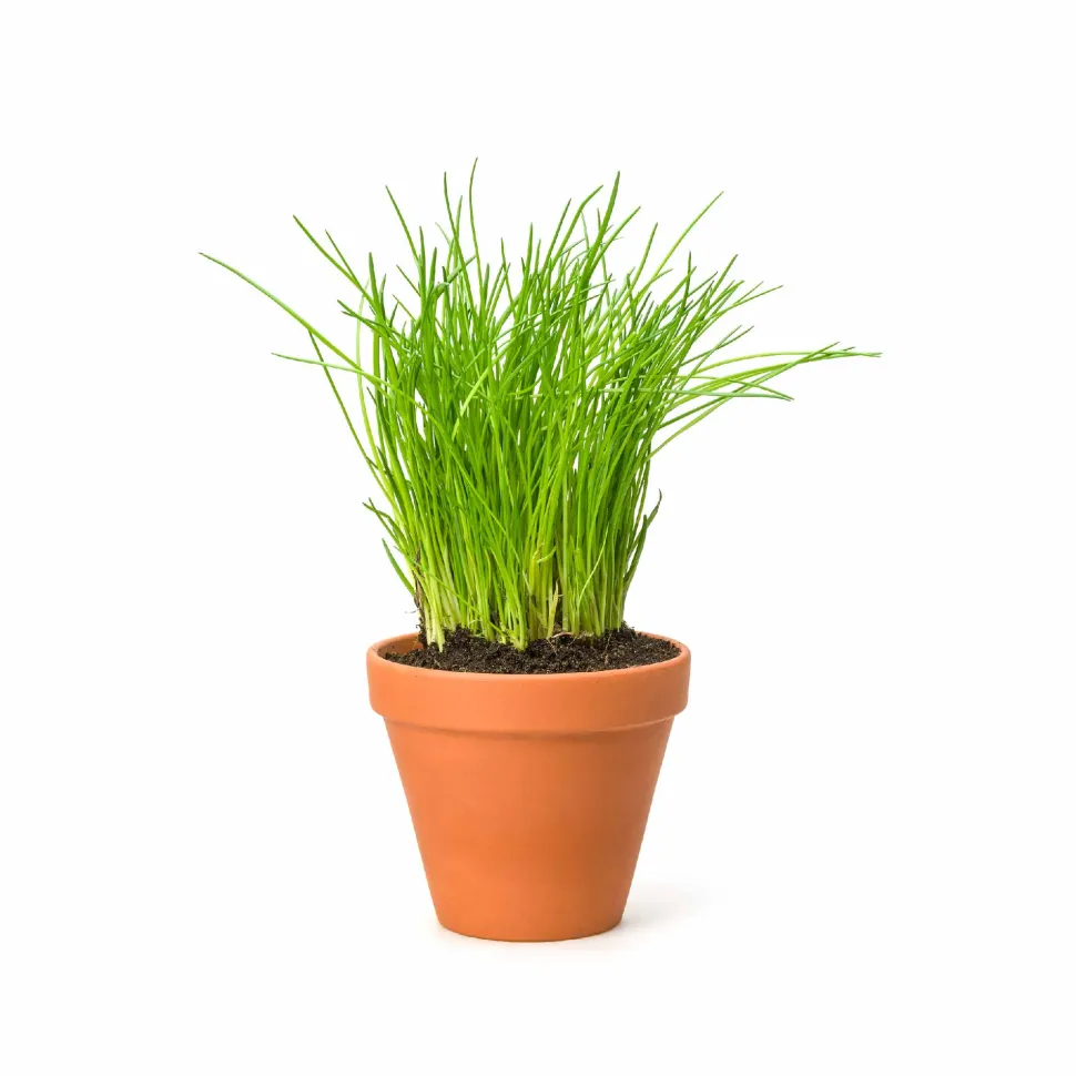 Chives Seeds