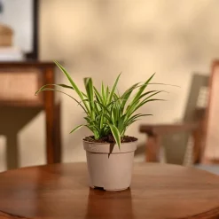 Chlorophytum Spider Plant