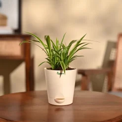 Chlorophytum Spider Plant