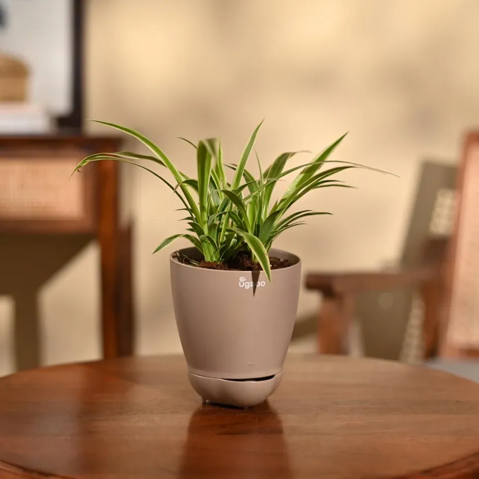 Chlorophytum Spider Plant