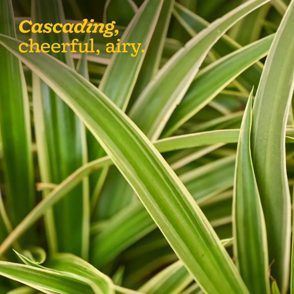 Chlorophytum Spider Plant