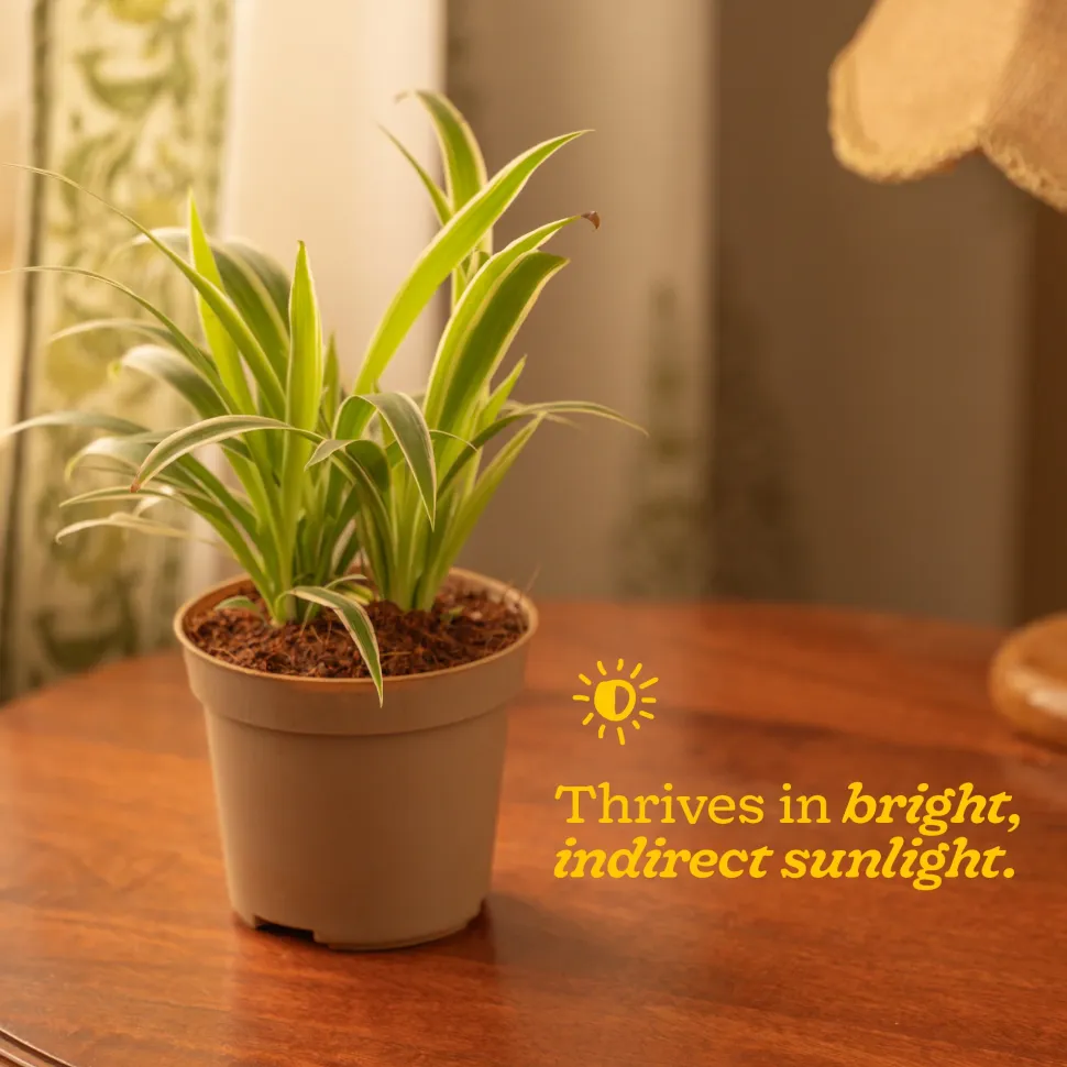 Chlorophytum Spider Plant