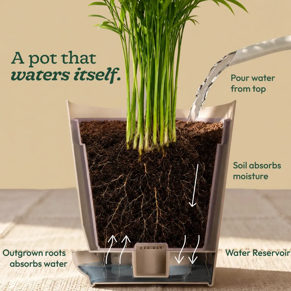 Chlorophytum Spider Plant
