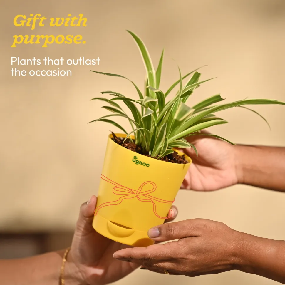 Chlorophytum Spider Plant