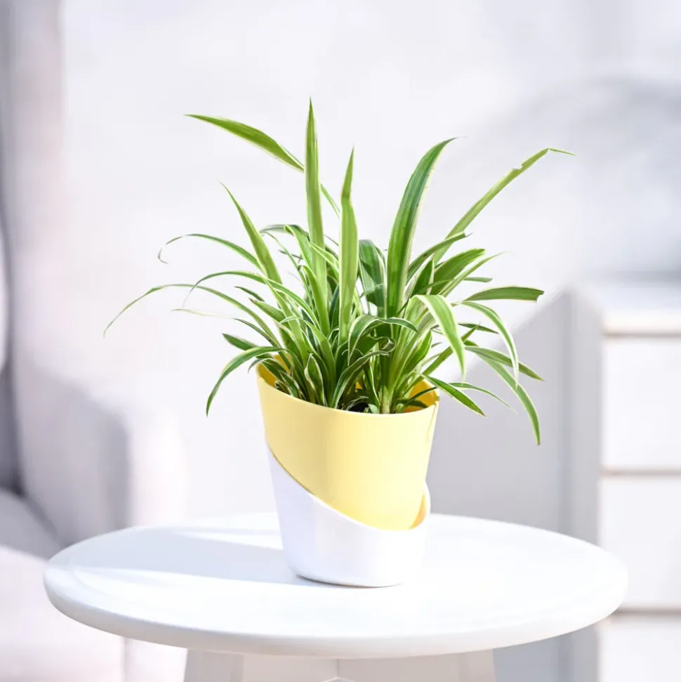 Chlorophytum Spider Plant