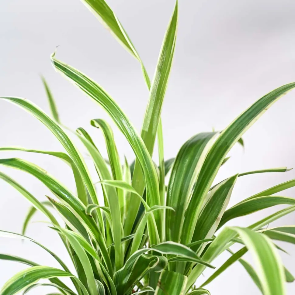 Chlorophytum Spider Plant